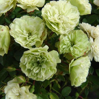 เมล็ดพันธุ์ กุหลาบมินท์ Mint Green Blue Rose Seeds ดอกใหญ่ นำเข้าจากต่างประเทศ 30 เมล็ด