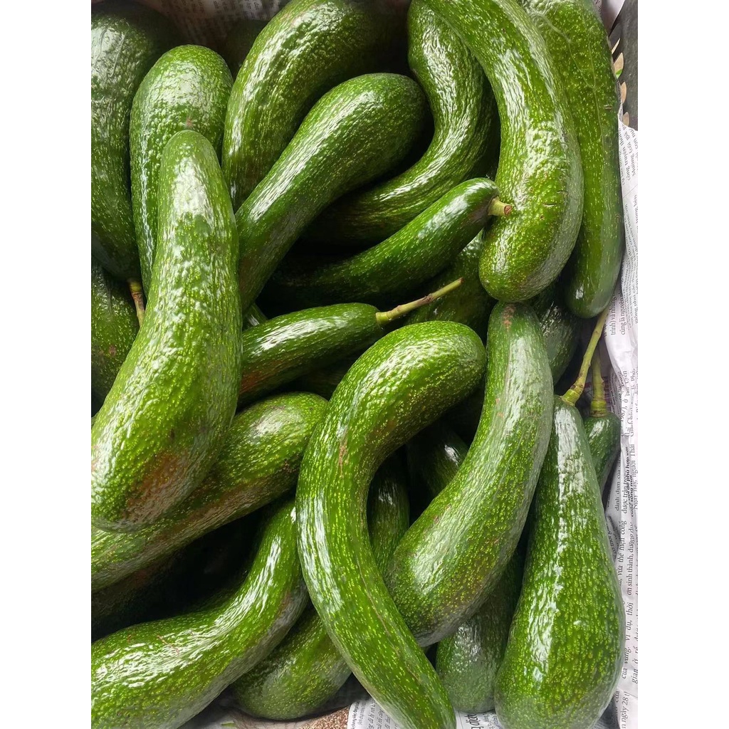 อะโวคาโด🥑พันธ์034  ราคา99บาท.ต่อโล  ส่งตรงจากสวน  เชียงใหม่ รับประการความอร่อย ( 牛油果avocado)