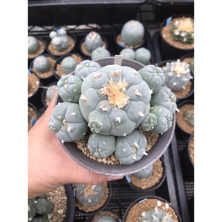 Lophophora Fricii Super White - Seeding