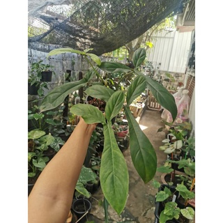 Philodendron 69686. ฟิ​โลเด​นด​รอน​ ต้นไม้น่าสะสม