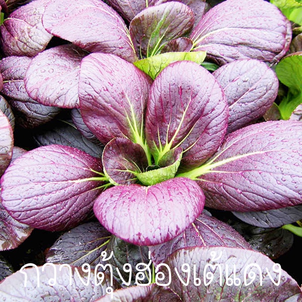 กวางตุ้งฮ่องเต้แดง ถูกที่สุด10บ. เมล็ดพันธุ์กวางตุ้งฮ่องเต้แดง50-200เมล็ด งอกง่าย โตไว ทานอร่อย