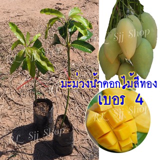 2 ต้น ต้นกล้ามะม่วงน้ำดอกไม้สีทอง เบอร์ 4  เสียบยอดโตเร็ว ผลใหญ่ แผลแห้งสนิท ลูกดก รับประกันพันธุ์แท้ สินค้าพร้อมส่ง!!!