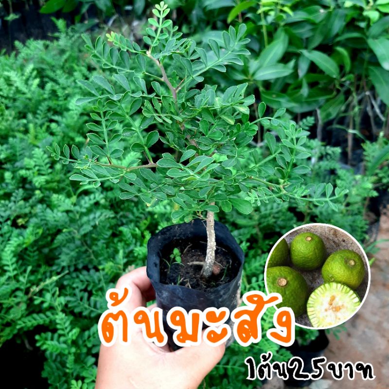 ต้นมะสัง (1ต้น25บาท) นำไปดัดเป็นบอนไซได้ พร้อมส่งสวยๆทุกต้น(รับประกันสินค้าชำรุดเสียหาย)