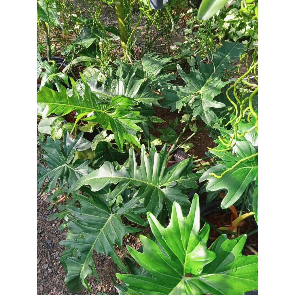 ฟิโลเดนดรอน มังกรเขียว Philodendron Golden Dragon(Philodendron minarum)