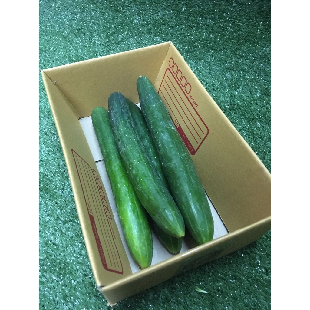 แตงกวาญี่ปุ่นสด ปลอดสาร 🥒- มีใบรับรอง แตงกวายาว ผักผลไม้