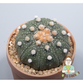 Astrophytum โออิโบะ SP.221