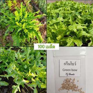 เมล็ดพันธุ์ สลัดกรีนโบว์ 100 เมล็ด [10แถม1]คละได้