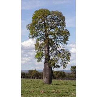 บอทเทิลทรี (Queensland bottle tree)ต้นขวด ไม้ยักใหญ่ สูง 65-75 ซม.