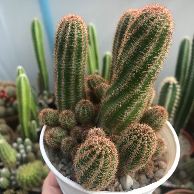 หน่อแคคตัส cactus echinop
