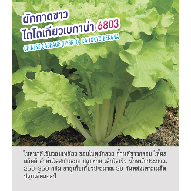ผักกาดขาว ไดโตเกียว เบกานา เบกาน่า 6803 เมล็ดพันธุ์ ผักกาดขาว ตราดอกแตง เพื่อนเกษตร บรรจุ 100 กรัม