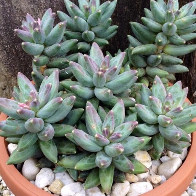 เมล็ดพันธุ์ ไม้อวบน้ำ (Succulent) บ้านและสวน
