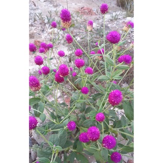 เมล็ดพันธุ์ บานไม่รู้โรย ตะล่อม ดอกสามเดือน สีม่วง Gomphrena Mix Seeds Globe Amaranth หรือ Bachelor Button 100 เมล็ด