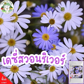 เมล็ดพันธุ์ เดซี่สวอนริเวอร์ คละสี  Mixed Swan river Daisy เมล็ดพันธุ์นำเข้าแท้ 100% ดอกเดซี่ ปลูกดอกไม้ ปลูกง่าย ขายดี