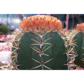 เมล็ดพันธุ์ เมโลแคระ Melocactus matazanus 60 เมล็ด แคคตัส กระบองเพชร Cactus