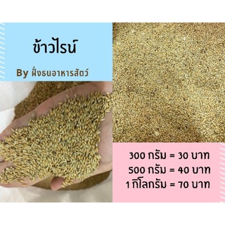 ข้าวไรน์ แคนาดา เกรดนำเข้า ธัญพืชบำรุงขนนก *****แบ่งบรรจุ 300g 500g และ1 kg 🔥พร้อมส่ง🔥