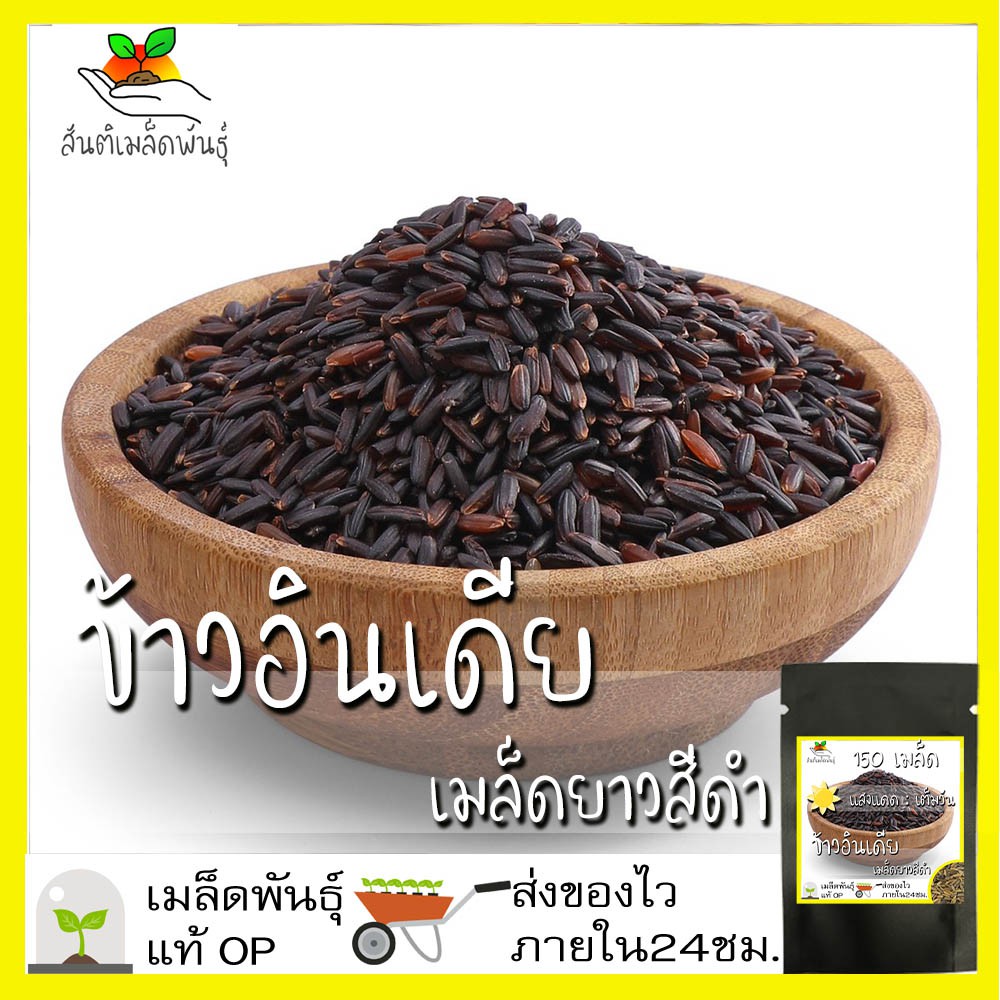 เมล็ดพันธุ์ ข้าวอินเดีย เมล็ดยาว สีดำ 150 เมล็ด Black indica Rice Seeds เมล็ดพันธุ์แท้100% เมล็ดนำเข้า เมล็ดข้าว ข้าว