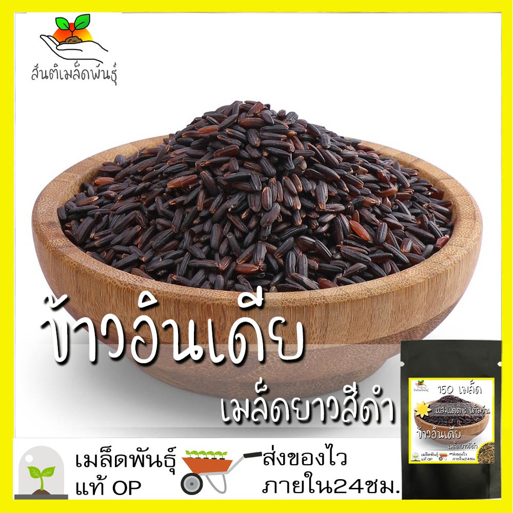เมล็ดพันธุ์ ข้าวอินเดีย เมล็ดยาว สีดำ 150 เมล็ด Black indica Rice Seeds เมล็ดพันธุ์แท้100% เมล็ดนำเข