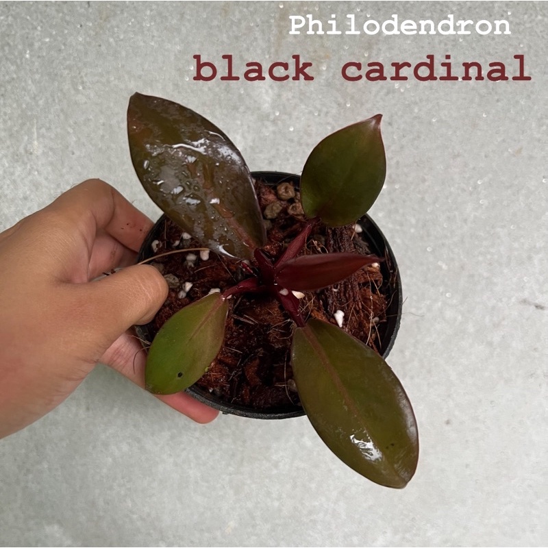 Philodendron black cardinal แบล็คคาดินัล หรือกุมารดำเรียกทรัพย์