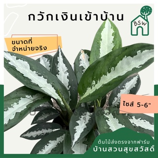 กวักเงินเข้าบ้าน กระถาง 5-6 นิ้ว อโกลนีมา