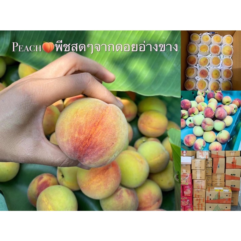 พีชสด ลูกท้อ บ๊วย🍑พีชหลายพันธุ์ให้เลือก​ 📌Organic📌 พร้อมส่ง