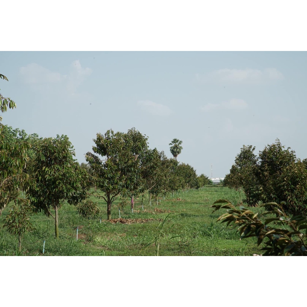 มุมมอง 5