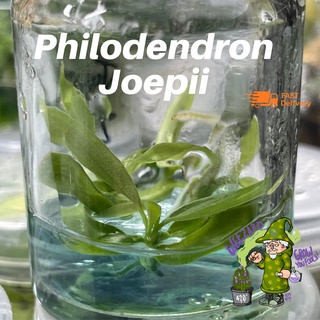 ไม้เนื้อเยื่อ จูปิอาย ฟิโลเด็นดรอนจูปิอาย Philodendron Joepii #ไม้เนื้อเยื่อ #ไม้สะสม