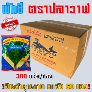 เมล็ดผักชีปลาวาฬ เพิ่มผล ยกลัง 60 ซอง ผักชีปลาวาฬ 300 กรัม เมล็ดผักชีเพิ่มผล  เมล็ดผักชี  เมล็ดพันธ์ุผักชี พันธุ์พูนผล