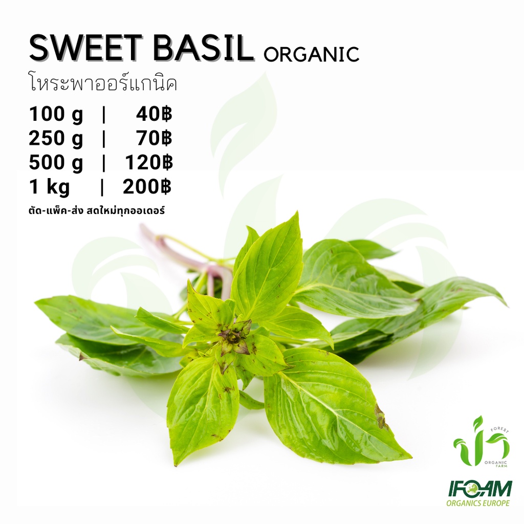 โหระพาออร์แกนิค Organic Sweet Basil มาตรฐานออร์แกนิค IFOAM เก็บ-แพ็ค-ส่ง เก็บใหม่ทุกออเดอร์