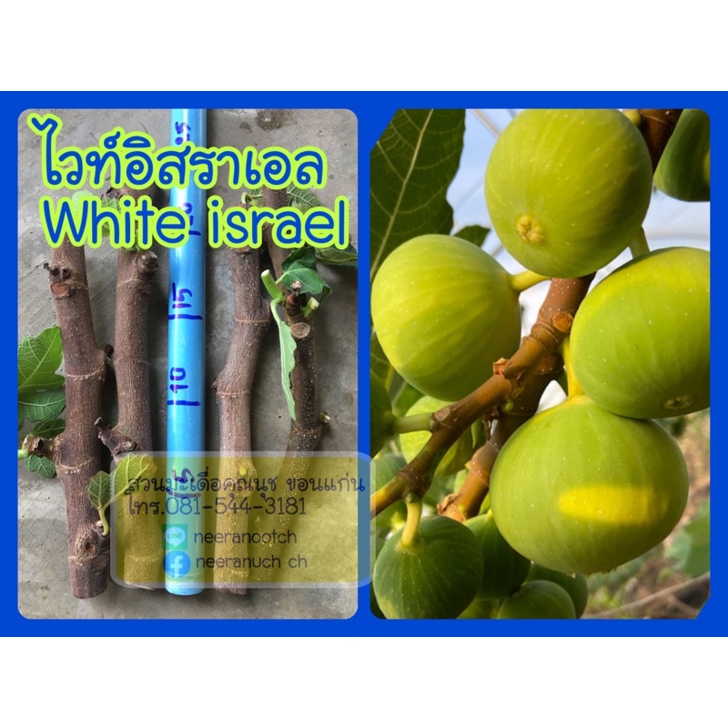 กิ่งสดมะเดื่อฝรั่งไวท์อิสราเอลชุด5 กิ่ง/5pcs. of white israel fig cuttings