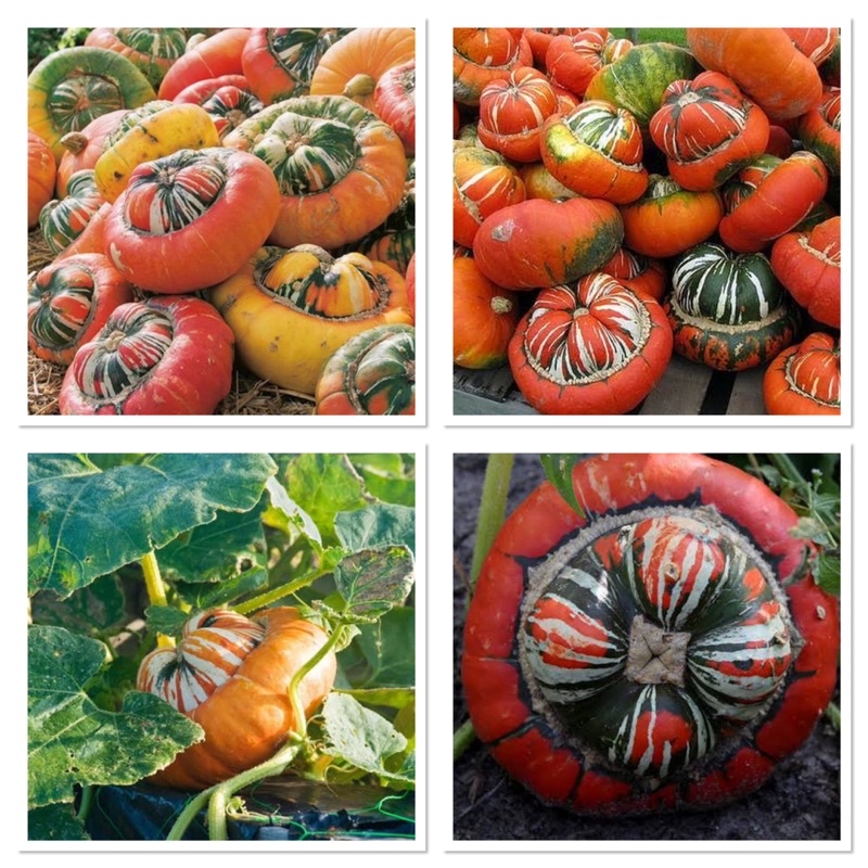 เมล็ดพันธุ์ ฟักทอง เติร์กเทอร์บาน (Turk's Turban Squash Seed) บรรจุ 5 เมล็ด ทรงแปลกสะดุดตา ทานได้
