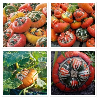 เมล็ดพันธุ์ ฟักทอง เติร์กเทอร์บาน (Turks Turban Squash Seed) บรรจุ 5 เมล็ด ทรงแปลกสะดุดตา ทานได้