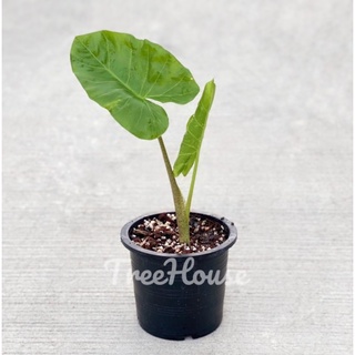 บอนกระดาดยักษ์ (จัดส่งทั้งต้นพร้อมกระถางไม่ตัดใบ) ไซส์มินิ (Alocasia macrorrhizos) กระถาง 6 นิ้ว