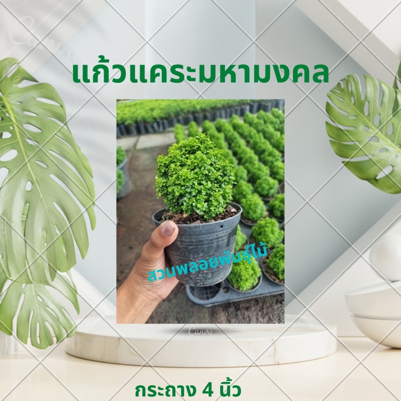 แก้วแคระมหามงคล พุ่มใหญ่ (กระถาง 4,6 นิ้ว)