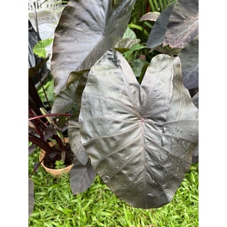 colocasia diamond head