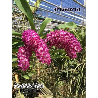 *พร้อมส่ง* ไม้ขวดกล้วยไม้ สกุลช้าง หลากสี (1สี/1ขวด)