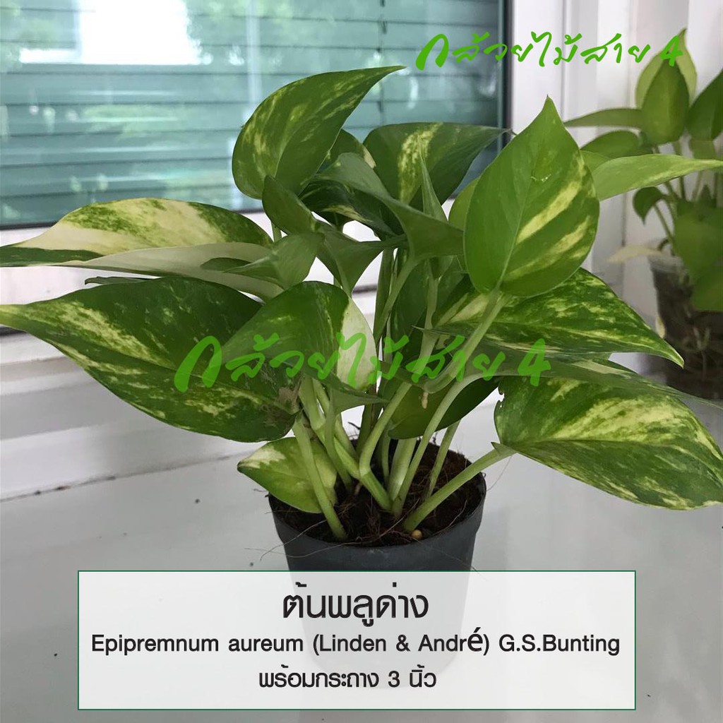 ต้นพลูด่าง Epipremnum aureum (Linden & André) G.S.Bunting ไม้ฟอกอากาศ ในถุงชำ 3 นิ้ว