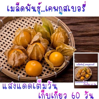 ขายดี สวนครัว/30 เมล็ด เคพกูสเบอร์รี่/เมล็ด เมล็ดพันธุ์ ต้น