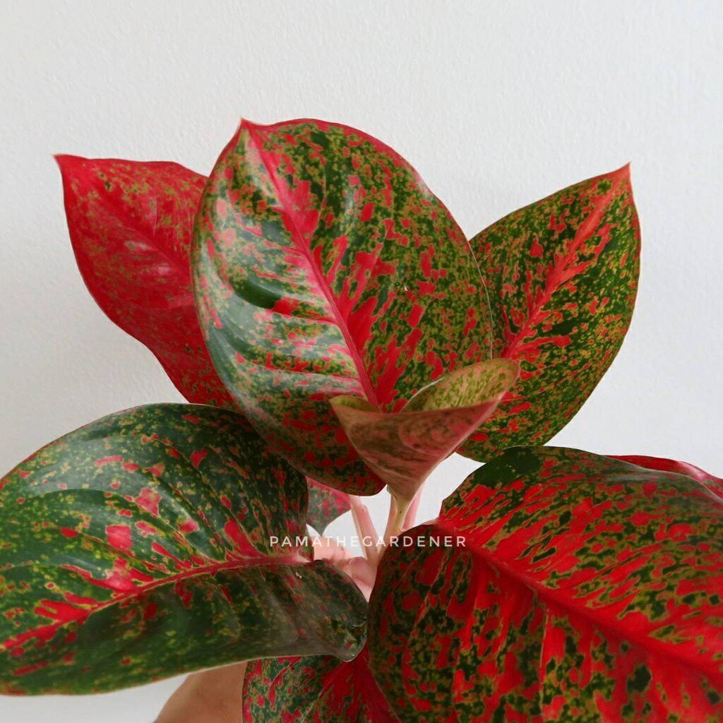 มุมมอง 4