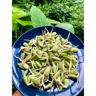 ลูกเหรียงเพาะ (สด) เพาะใหม่ สด สะอาด ใช้ประกอบอาหาร 500 กรัม