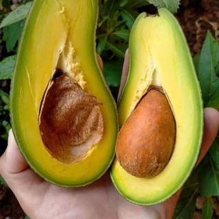 อโวคาโด้เกรดA🥑🥑 สายพันธุ์034 บัคคาเนีย ปีเตอร์สัน พื้นเมือง 1 กิโลกรัม 💥💥ซื้อ 10 แถม 1 โล💥💥