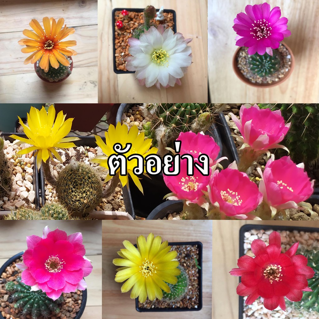 กระบองเพชร แคคตัส (Cactus) สุ่ม  โลบีเวีย (Lobivia) อิชินอฟ (Echinopsis) ลุ้นสีดอก