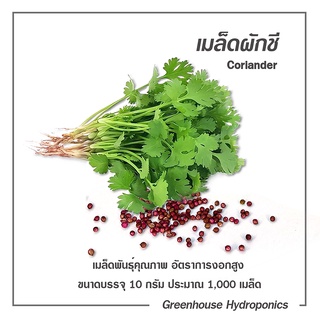 เมล็ดพันธุ์ผักชี คุณภาพ ขนาด 10 กรัม ซื้อ10 ฟรี 1