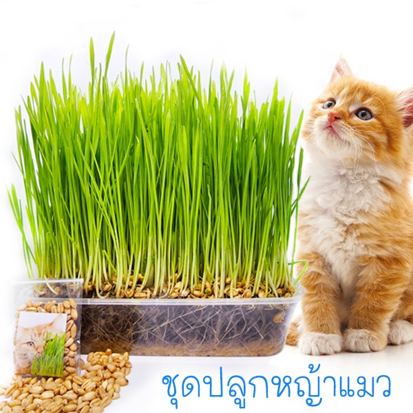 ชุดปลูกหญ้าแมว พร้อมปลูก ถูกที่สุด25บ. ปลูกต้นอ่อนข้าวสาลี ออร์แกนิค วิตามินเต็มๆ เพาะง่ายแค่รดน้ำ