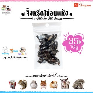 จิ้งหรีดไข่อบเเห้ง เสริมโปรตีนอาหารเสริมแฮมเตอร์ ชูการ์ เม่น กระรอก หนูเเรท ดัมโบ้ เเฟตเทล