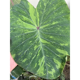 colocasia  lemon lime gecko ต้นแม่รูป 1-2