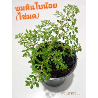 ต้นขมหินใบน้อย(ไข่มด)​พืชอวบน้ำพืชคลุมดินมีแบบกระถางและแบบห่อราก