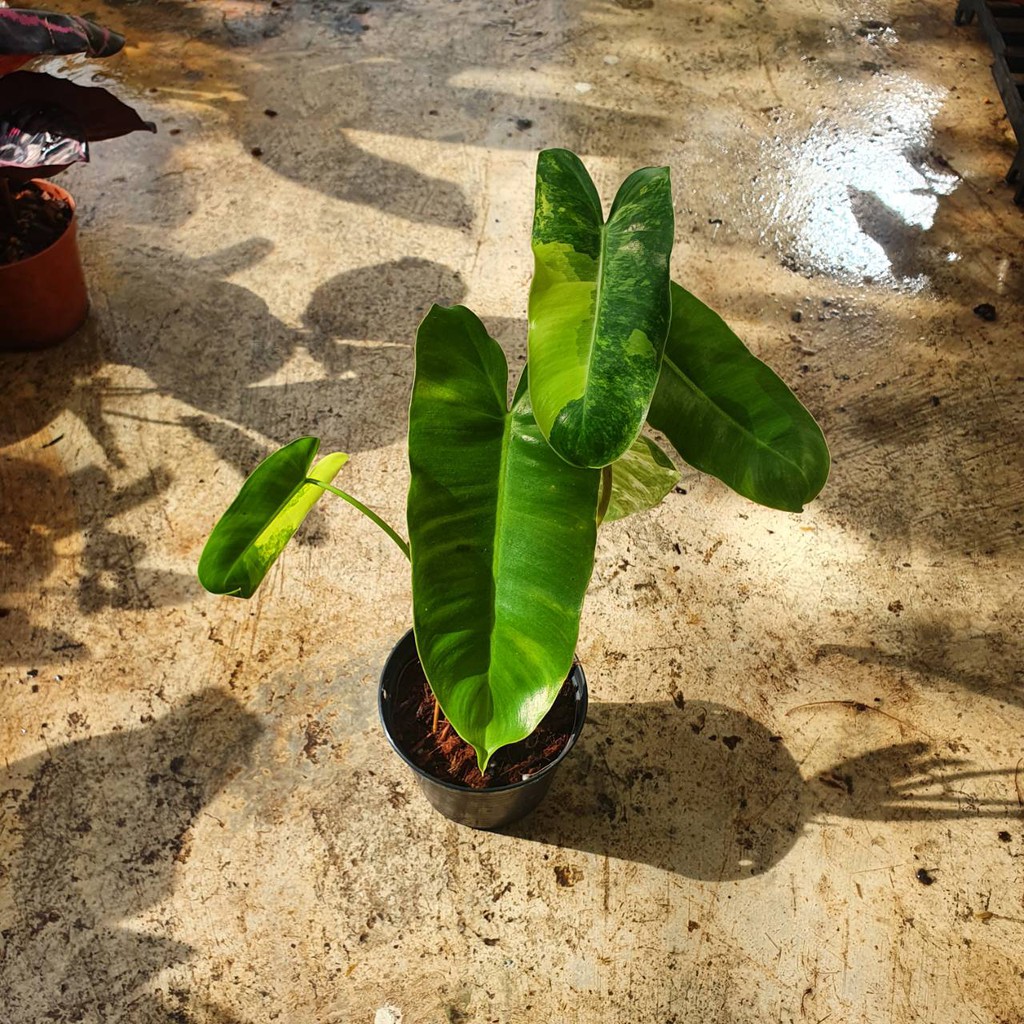 มุมมอง 4