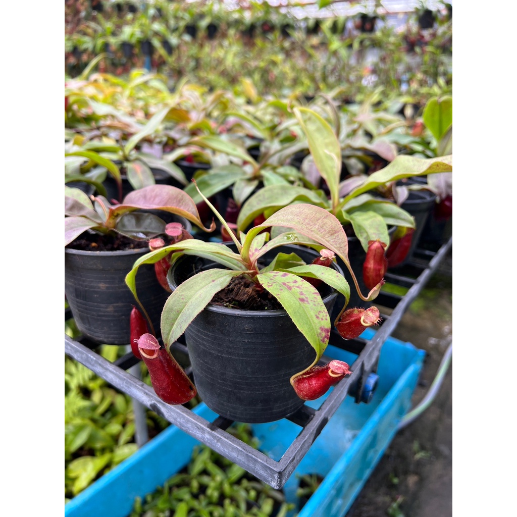 มุมมอง 3