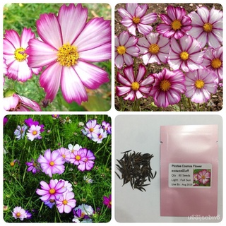 （มีของแจก）ดาวกระจายพิโคที Picotee Cosmos Flower 1UAX