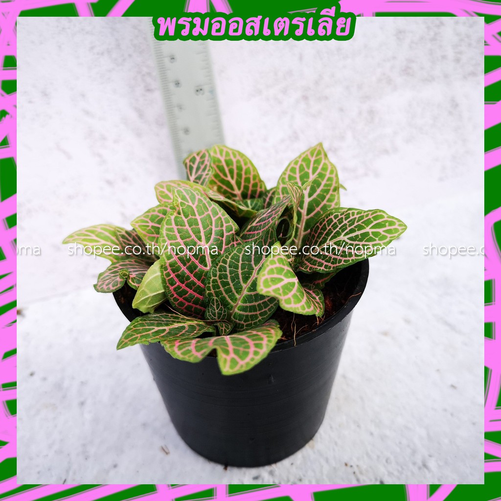 พรมออสเตรเลีย ( Mosaic Plant/Nerve Plant) เส้นลายใบชมพู ไม้คลุมดิน ในกระถาง 3 นิ้ว